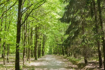 LESY CHRUDIM-111